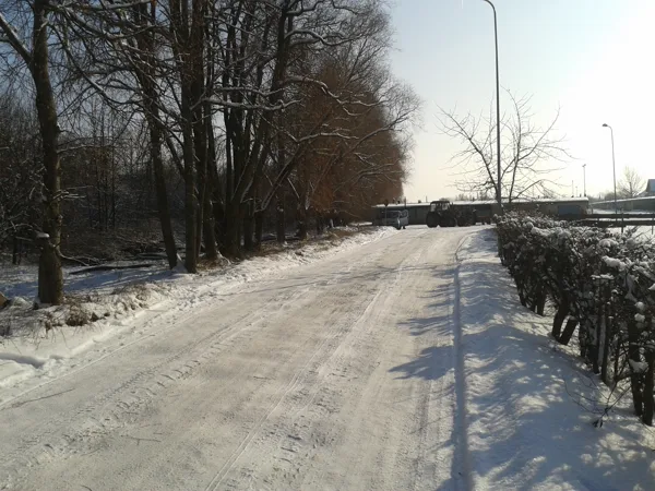 10. Vītolu alejas likvidēšana Dobelē.